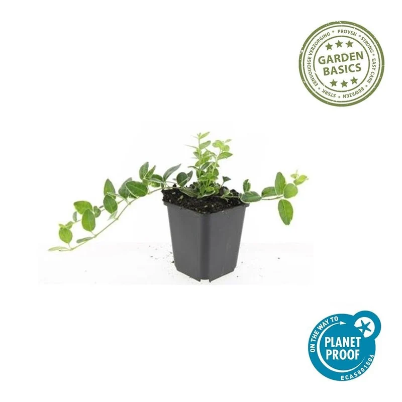 Immergrün ‘Argenteovariegata’ – buntlaubige Sorte, 9 cm Topf, 10–25 cm