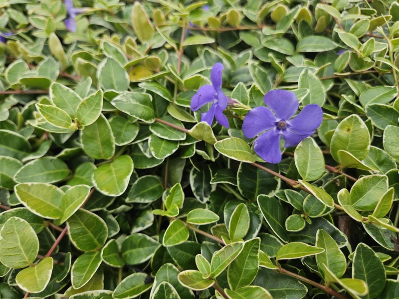 Immergrün ‘Argenteovariegata’ – buntlaubige Sorte, 9 cm Topf, 10–25 cm