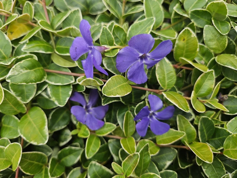 Immergrün ‘Argenteovariegata’ – buntlaubige Sorte, 9 cm Topf, 10–25 cm
