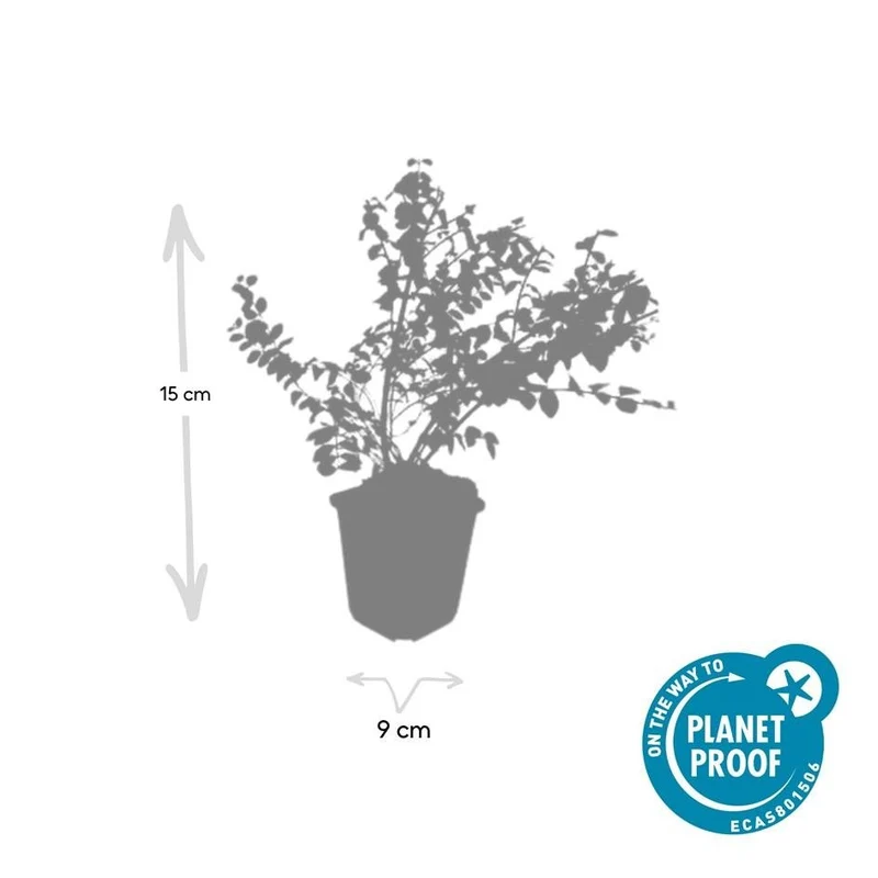 Symphoricarpos ‘Hancock’ – bodendeckender Zierstrauch, 9 cm Topf, 10–25 cm