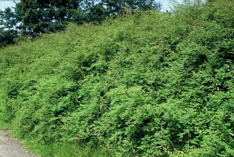 Symphoricarpos ‘Hancock’ – bodendeckender Zierstrauch, 9 cm Topf, 10–25 cm