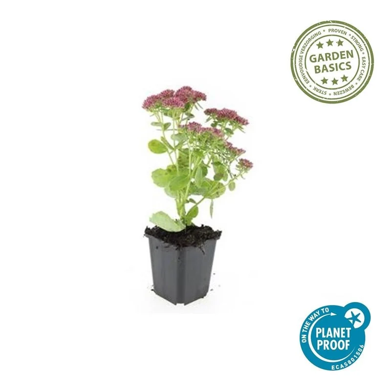 Sedum ‘Herbstfreude’ – kompakte Fetthenne, 10–25 cm hoch