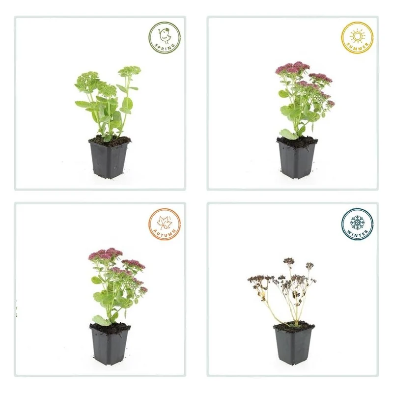 Sedum ‘Herbstfreude’ – kompakte Fetthenne, 10–25 cm hoch