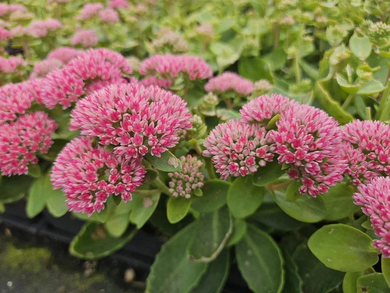 Sedum ‘Herbstfreude’ – kompakte Fetthenne, 10–25 cm hoch