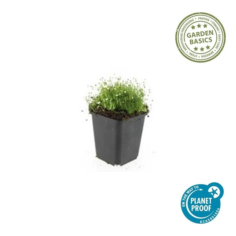 Sagina subulata – immergrünes Polsterkraut, 9 cm Topf, 10–25 cm hoch