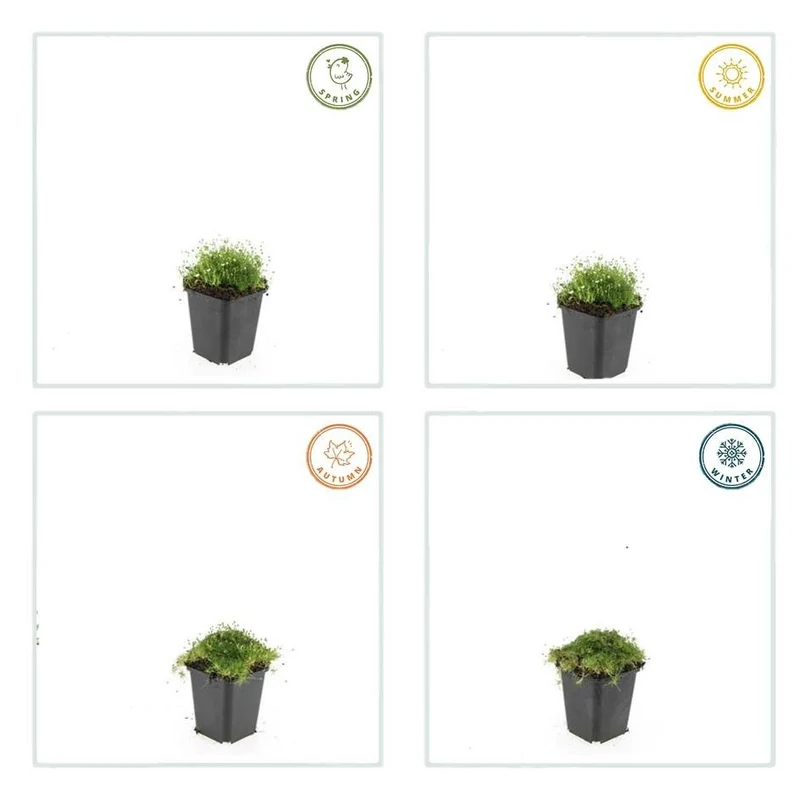 Sagina subulata – immergrünes Polsterkraut, 9 cm Topf, 10–25 cm hoch