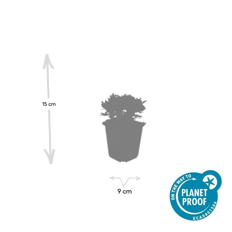 Fingerkraut ‘Nuuk’ – robuste Bodendeckerstaude, 9 cm Topf, 10–25 cm