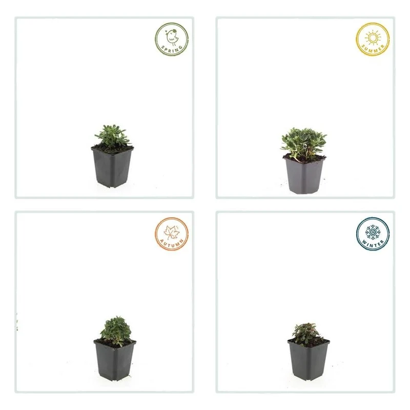 Fingerkraut ‘Nuuk’ – robuste Bodendeckerstaude, 9 cm Topf, 10–25 cm