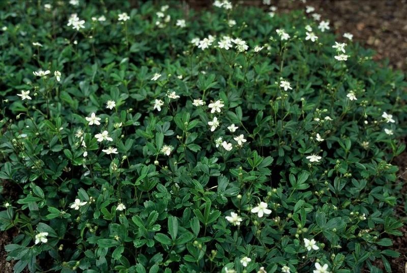Fingerkraut ‘Nuuk’ – robuste Bodendeckerstaude, 9 cm Topf, 10–25 cm