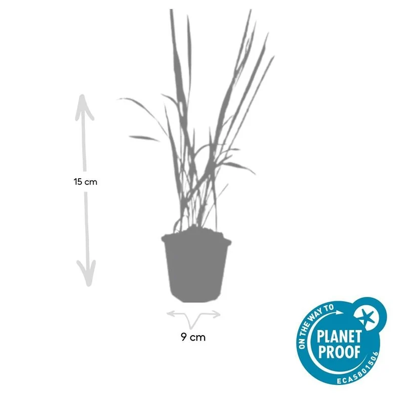 Blutgras ‘Red Baron’ – kompaktes Ziergras, 10–25 cm, 9 cm Topf