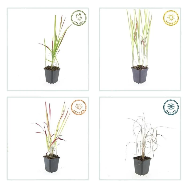 Blutgras ‘Red Baron’ – kompaktes Ziergras, 10–25 cm, 9 cm Topf