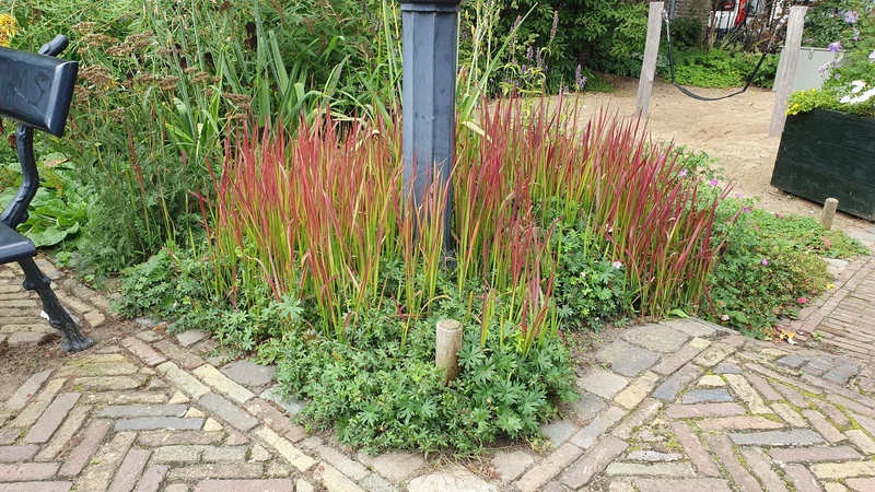 Blutgras ‘Red Baron’ – kompaktes Ziergras, 10–25 cm, 9 cm Topf