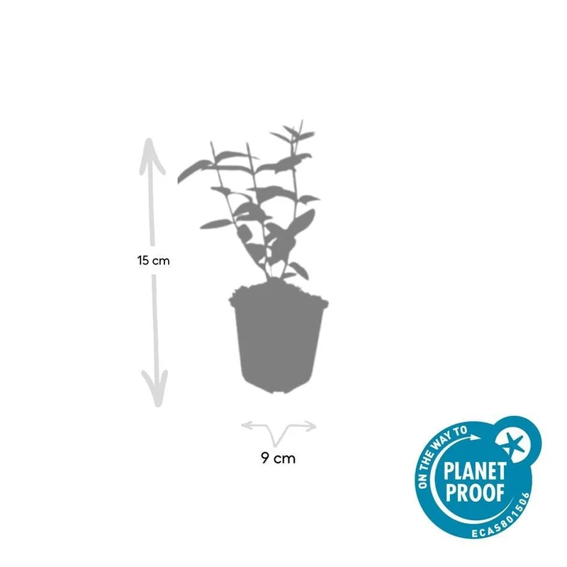20x Hypericum inodorum - ↕10-25cm - Ø9cm