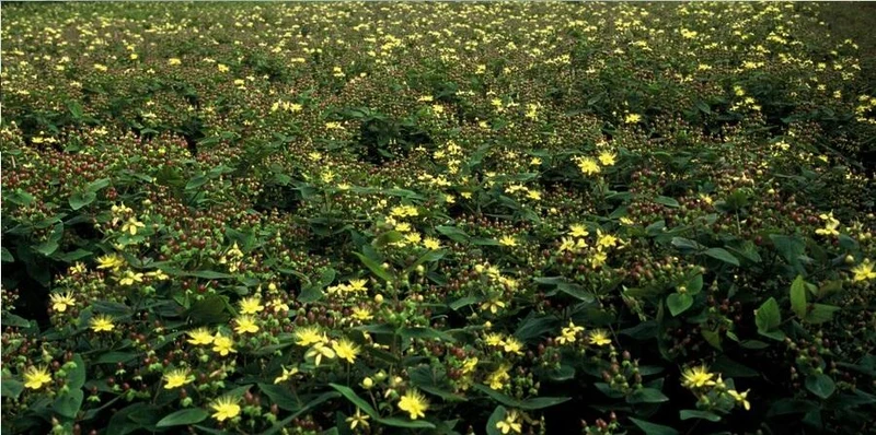 20x Hypericum inodorum - ↕10-25cm - Ø9cm