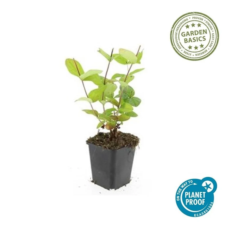 Johanniskraut ‘Beauty’ – Ziersträuchchen im 9-cm-Topf, 10–25 cm hoch