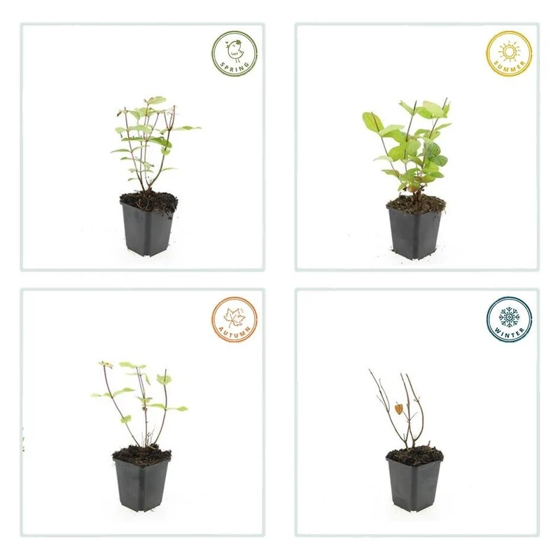 Johanniskraut ‘Beauty’ – Ziersträuchchen im 9-cm-Topf, 10–25 cm hoch