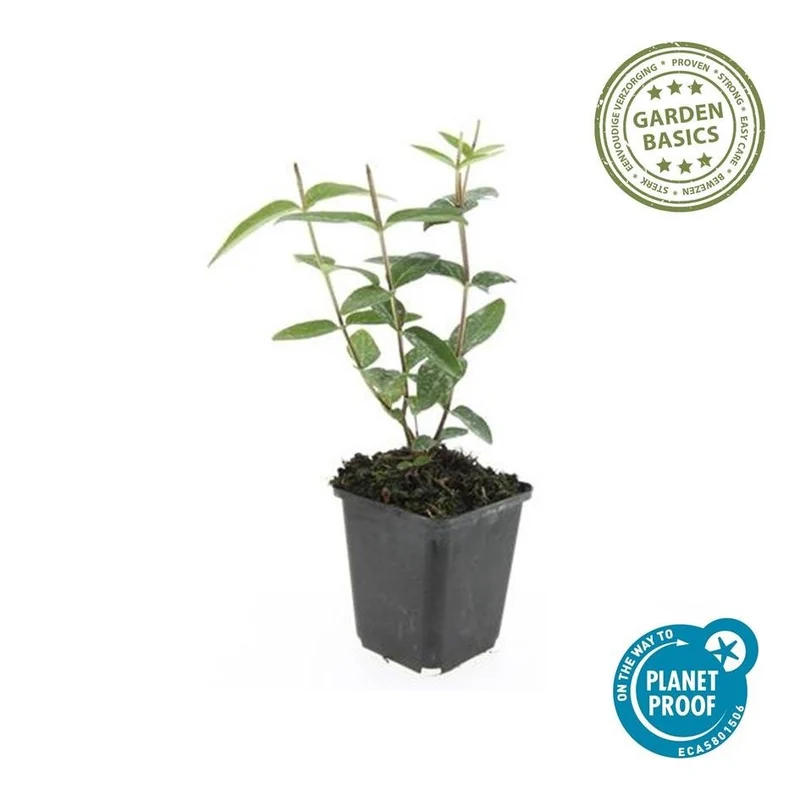Millepertuis ‘Rheingold’ – arbuste ornemental à feuillage persistant, pot de 9 cm, 10–25 cm