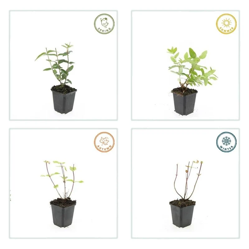 Millepertuis ‘Rheingold’ – arbuste ornemental à feuillage persistant, pot de 9 cm, 10–25 cm