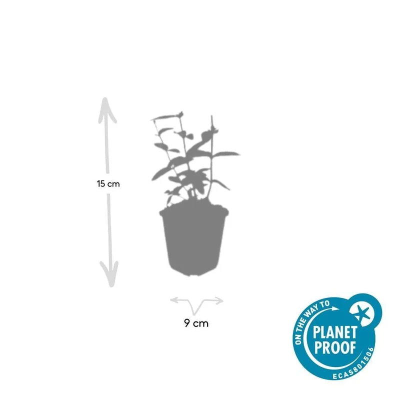Johanniskraut ‘Annabel’ – Zierjohanniskraut, 9 cm Topf, 10–25 cm hoch