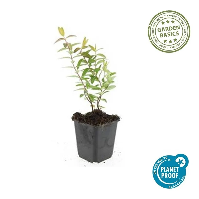 20x Hypericum 'Hidcote' - ↕10-25cm - Ø9cm