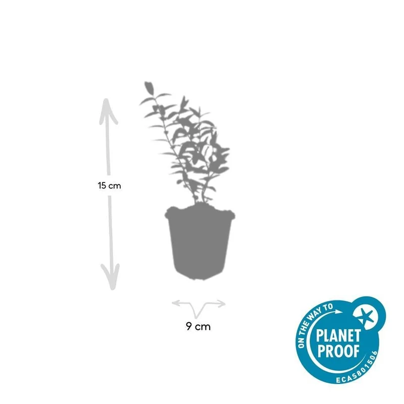 20x Hypericum 'Hidcote' - ↕10-25cm - Ø9cm