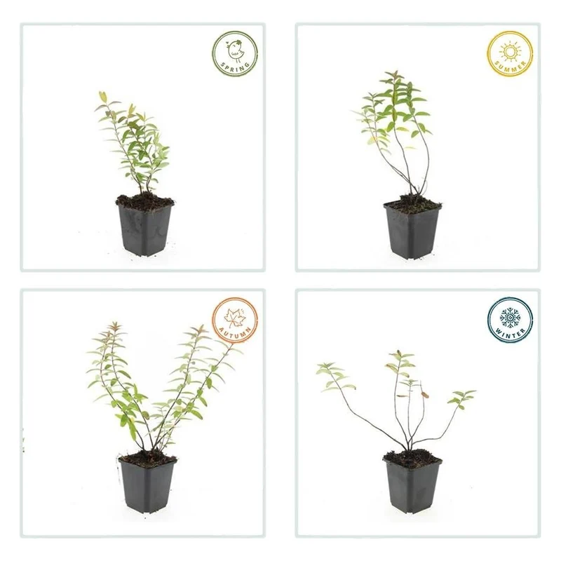 20x Hypericum 'Hidcote' - ↕10-25cm - Ø9cm