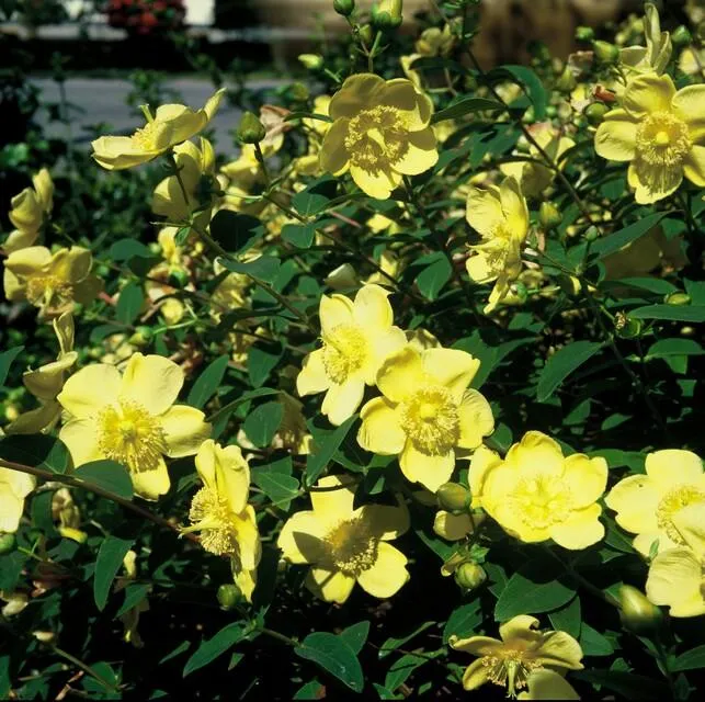 20x Hypericum 'Hidcote' - ↕10-25cm - Ø9cm
