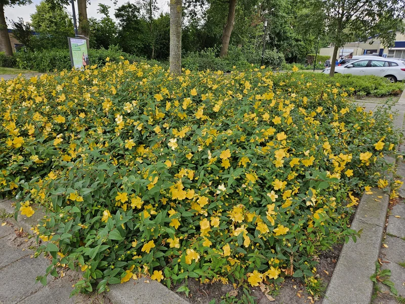 20x Hypericum 'Hidcote' - ↕10-25cm - Ø9cm