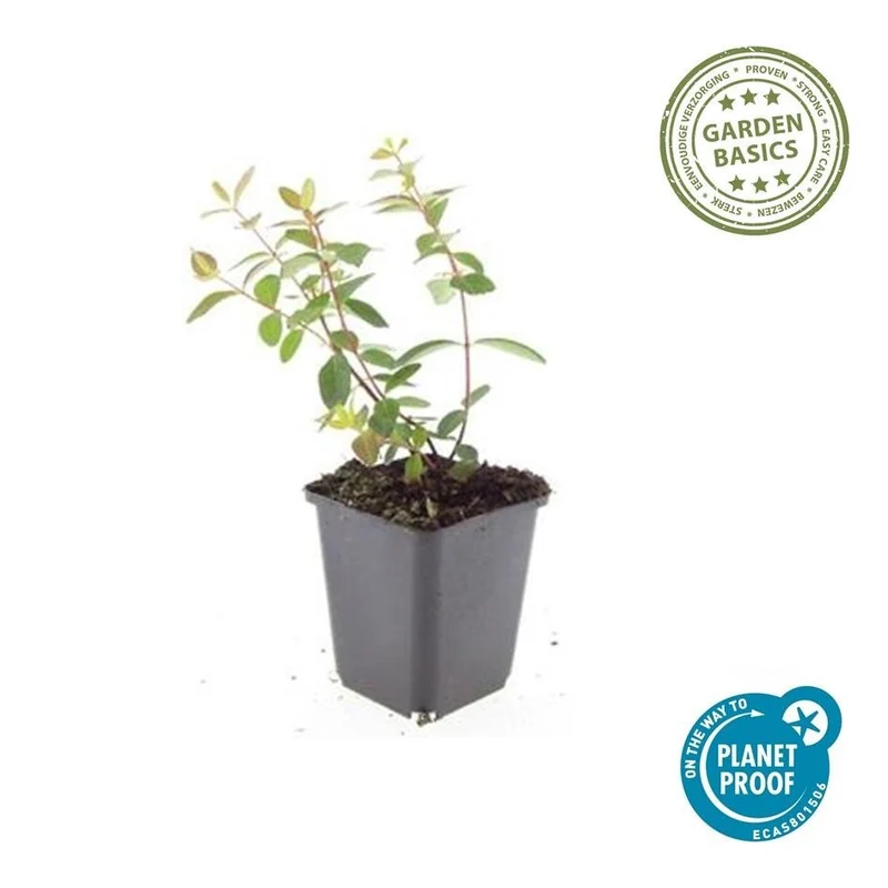 Johanniskraut ‘Peter Dummer’ – niedrig wachsend, 9 cm Topf, 10–25 cm Höhe