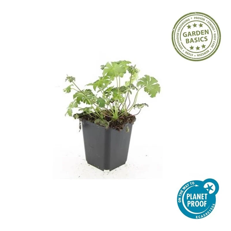 Storchschnabel ‘Album’ – kompakte Staude, 9 cm Topf, 10–25 cm Höhe