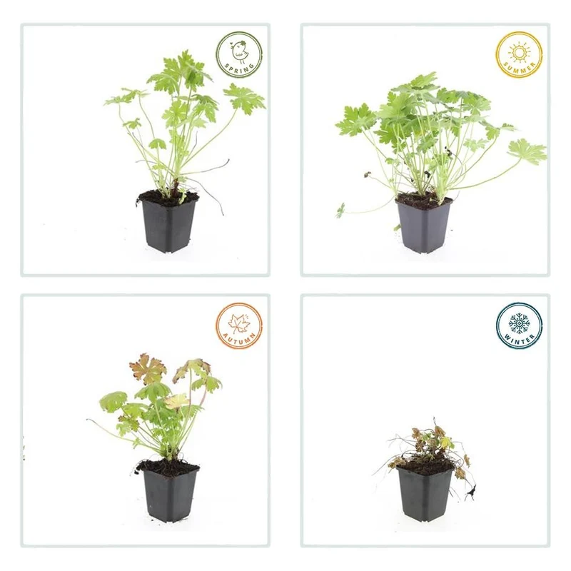 Storchschnabel (Geranium macrorrhizum) – 9 cm Topf, 10–25 cm Höhe