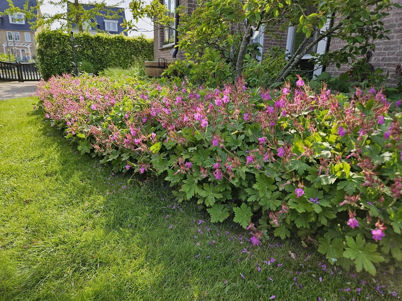 Storchschnabel (Geranium macrorrhizum) – 9 cm Topf, 10–25 cm Höhe