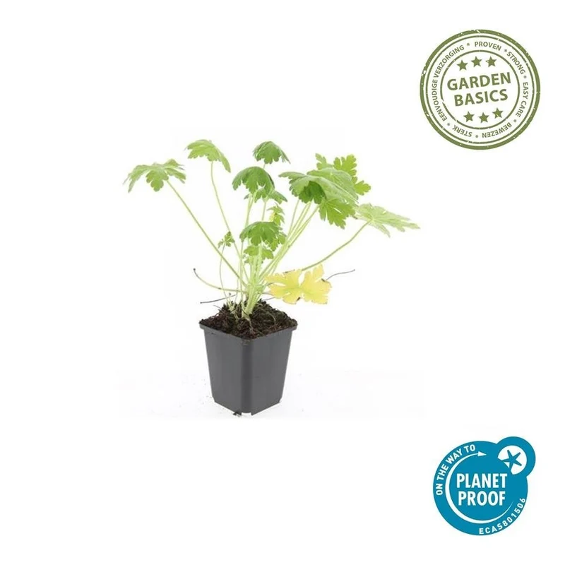 Dziurawiec pachnący 'Spessart' (Geranium makrorrhizum) – doniczka 9 cm, 10–25 cm