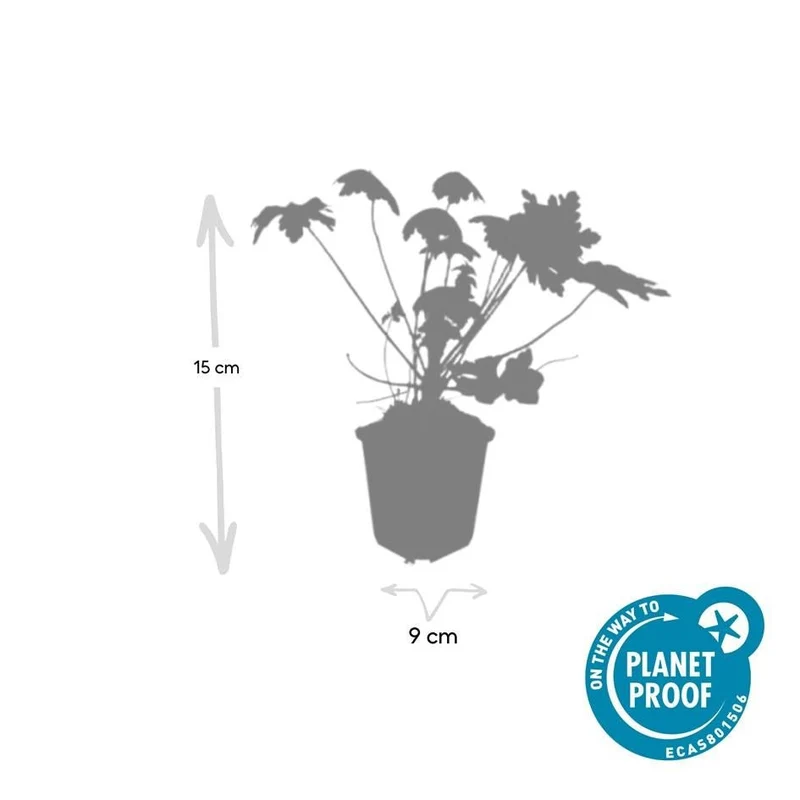 Dziurawiec pachnący 'Spessart' (Geranium makrorrhizum) – doniczka 9 cm, 10–25 cm