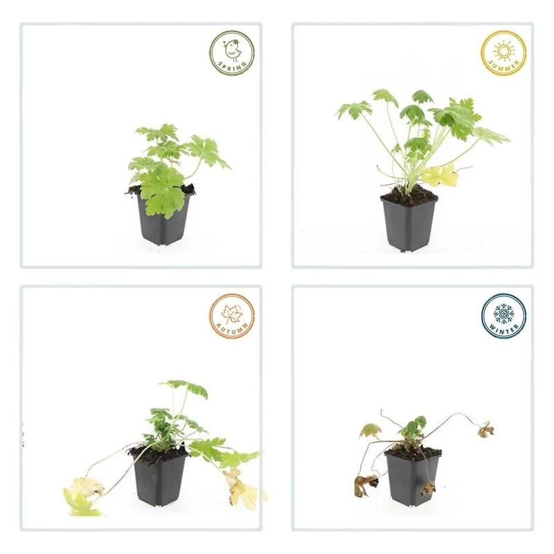Dziurawiec pachnący 'Spessart' (Geranium makrorrhizum) – doniczka 9 cm, 10–25 cm