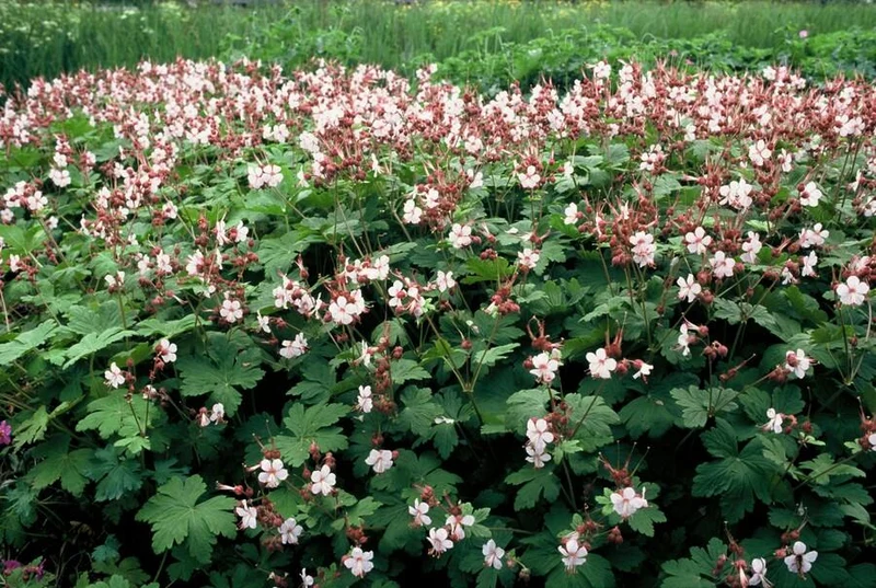Dziurawiec pachnący 'Spessart' (Geranium makrorrhizum) – doniczka 9 cm, 10–25 cm