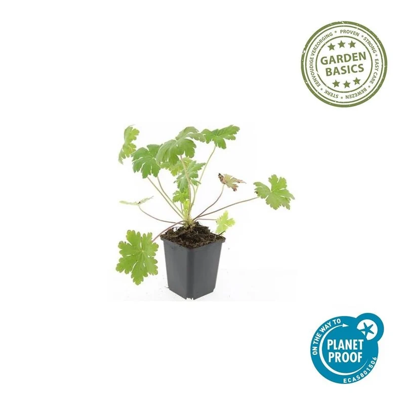 Geranium macrorrhizum 'Ingwersen's Var.' – rustique, pot de 9 cm, hauteur 10–25 cm