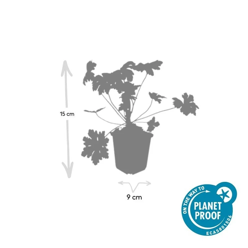 Geranium macrorrhizum 'Ingwersen's Var.' – rustique, pot de 9 cm, hauteur 10–25 cm