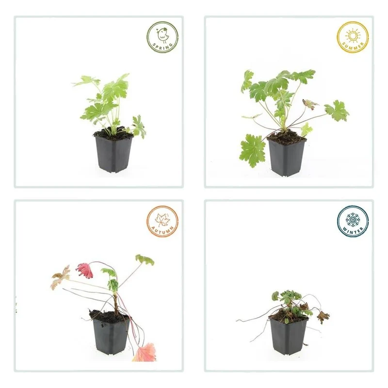 Geranium macrorrhizum 'Ingwersen's Var.' – rustique, pot de 9 cm, hauteur 10–25 cm