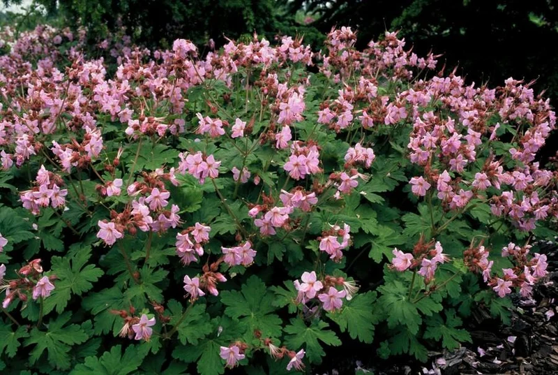 Geranium macrorrhizum 'Ingwersen's Var.' – rustique, pot de 9 cm, hauteur 10–25 cm