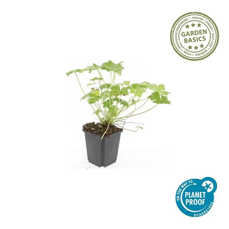 Géranium ‘Czakor’ – couvre-sol robuste, pot de 9 cm, 10–25 cm de hauteur