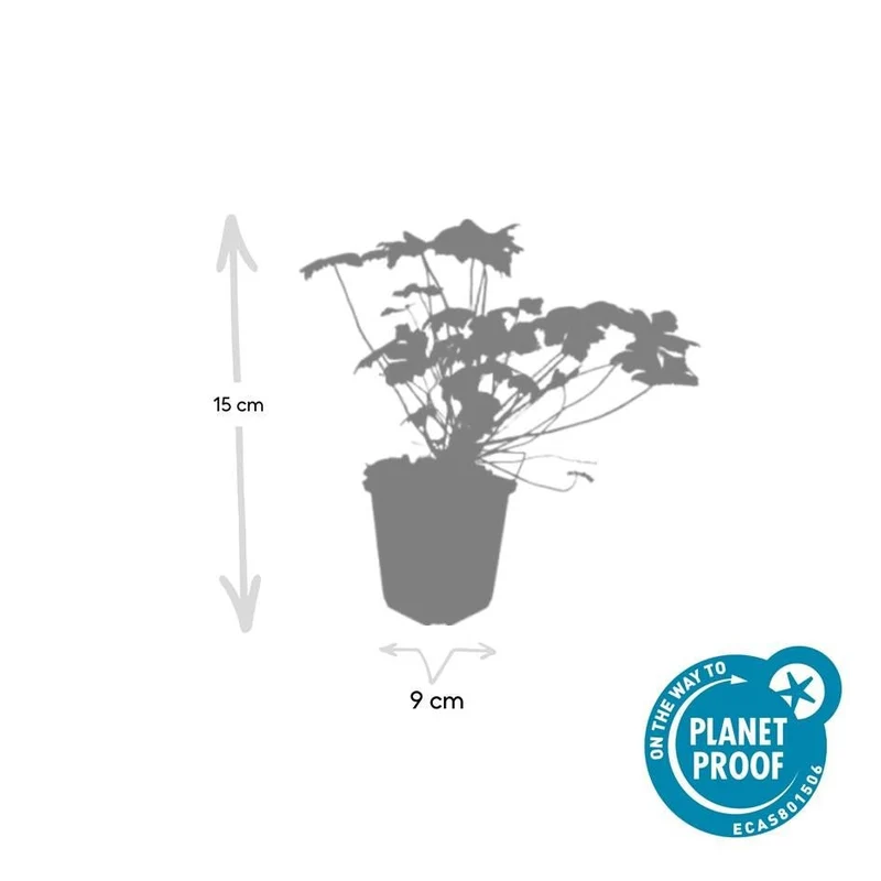 Géranium ‘Czakor’ – couvre-sol robuste, pot de 9 cm, 10–25 cm de hauteur