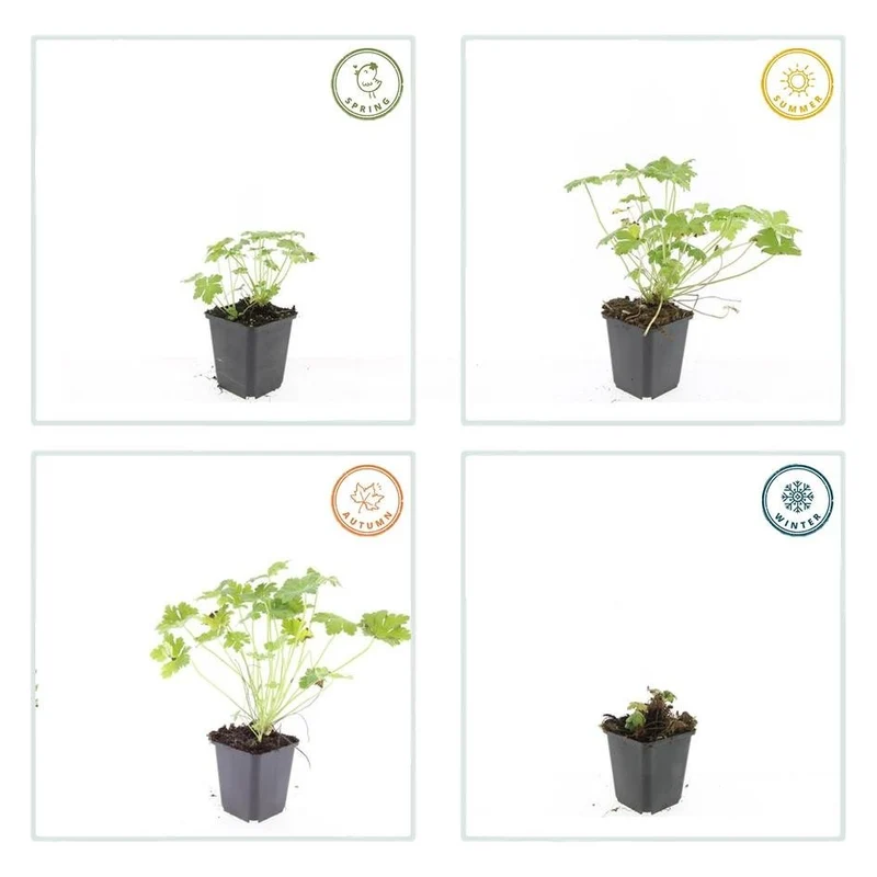 Géranium ‘Czakor’ – couvre-sol robuste, pot de 9 cm, 10–25 cm de hauteur