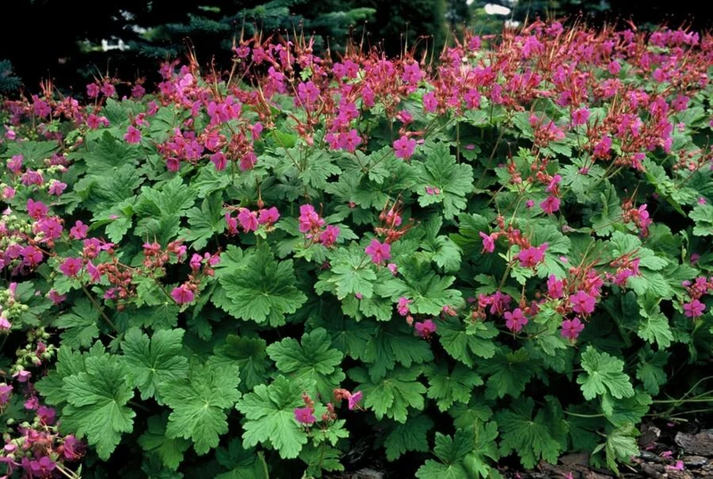 Géranium ‘Czakor’ – couvre-sol robuste, pot de 9 cm, 10–25 cm de hauteur