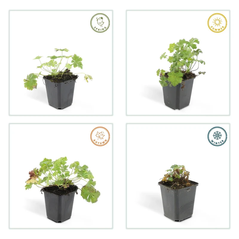 Geranium cantabrigiense ‘Biokovo’ – kompakter Storchschnabel, 9 cm Topf, 10–25 cm Höhe