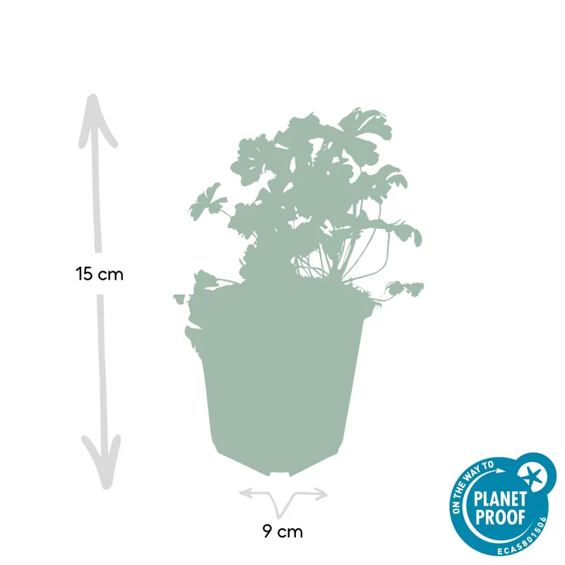 Geranium cantabrigiense ‘Biokovo’ – kompakter Storchschnabel, 9 cm Topf, 10–25 cm Höhe