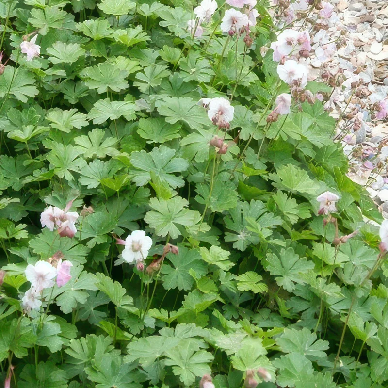 Geranium cantabrigiense ‘Biokovo’ – kompakter Storchschnabel, 9 cm Topf, 10–25 cm Höhe