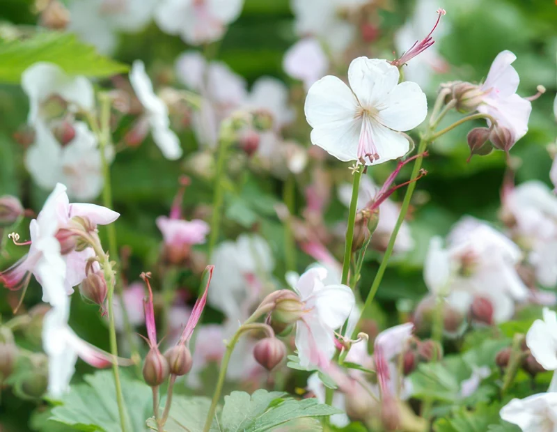 Geranium cantabrigiense ‘Biokovo’ – kompakter Storchschnabel, 9 cm Topf, 10–25 cm Höhe
