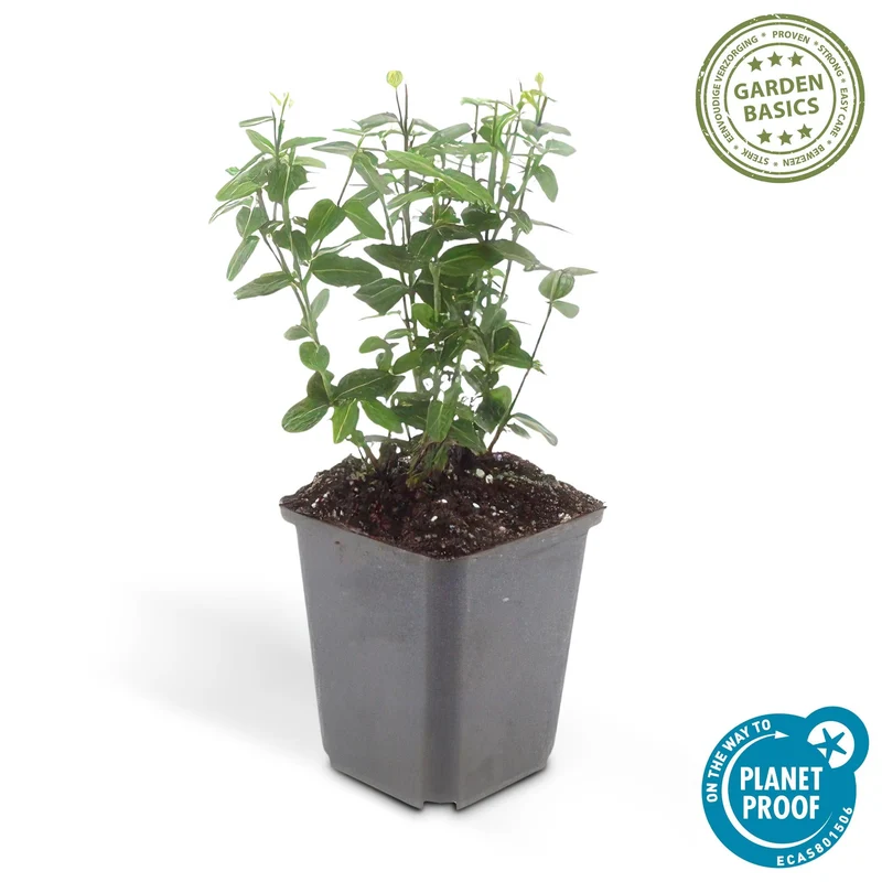 Trzmielina 'Radicans' – zwarta, zimozielona odmiana, doniczka 9 cm, wysokość 10–25 cm