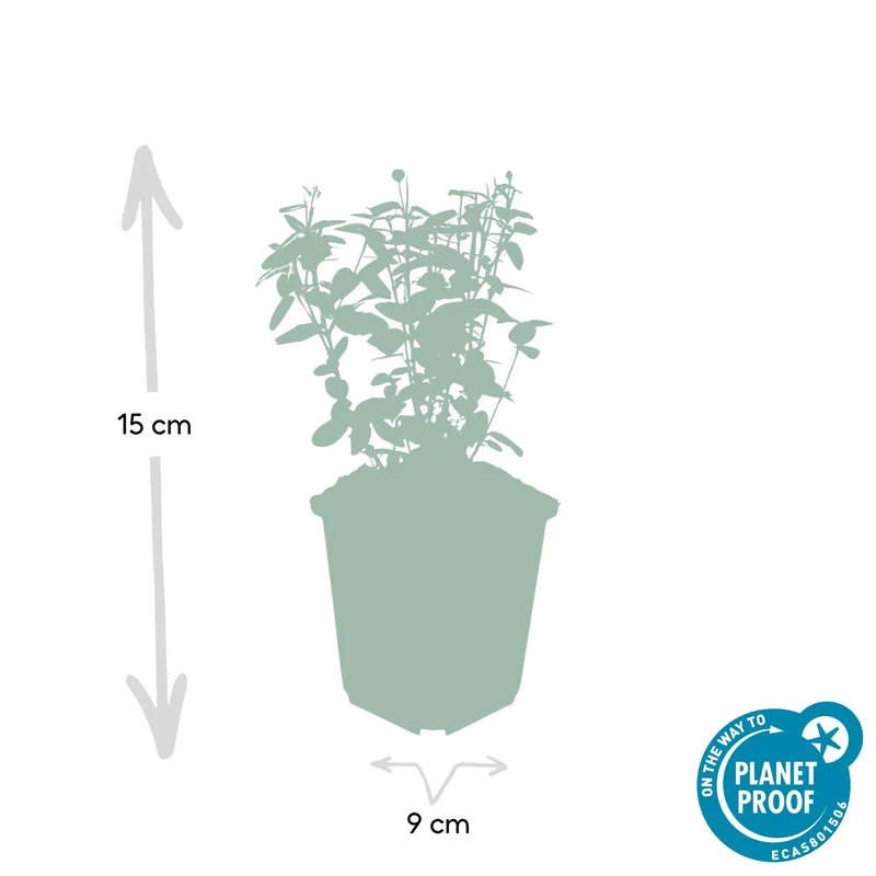 Trzmielina 'Radicans' – zwarta, zimozielona odmiana, doniczka 9 cm, wysokość 10–25 cm
